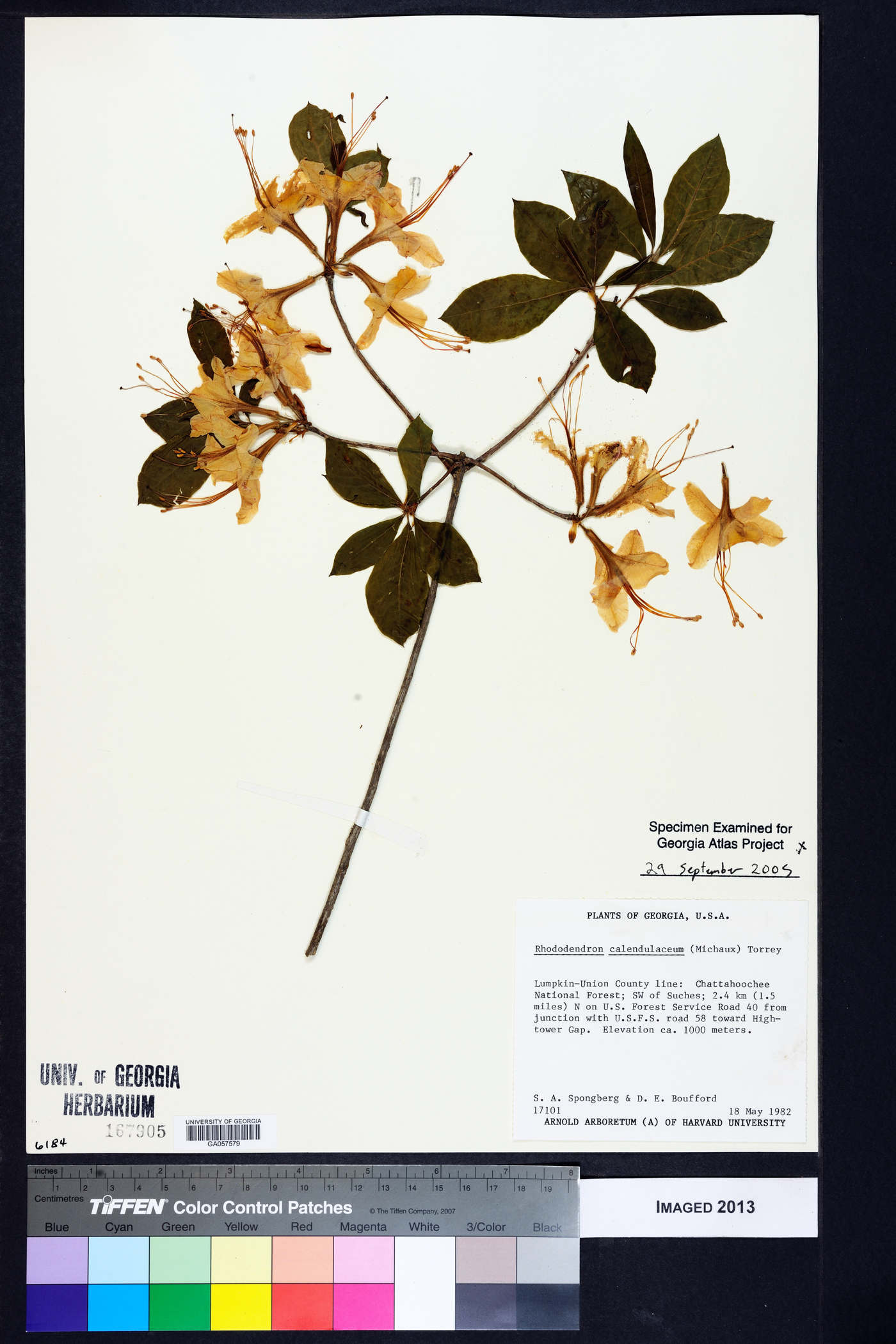 Rhododendron calendulaceum image