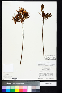 Rhododendron canescens image