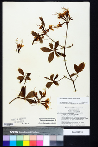 Rhododendron canescens image