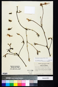 Rhododendron canescens image