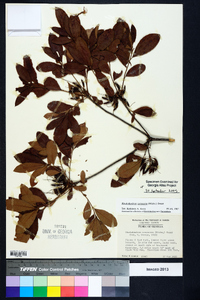 Rhododendron canescens image