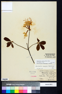 Rhododendron canescens image