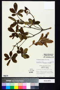 Rhododendron canescens image