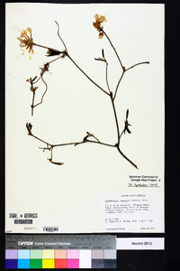 Rhododendron canescens image