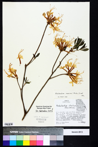 Rhododendron canescens image