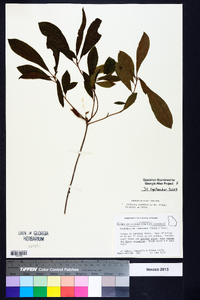 Rhododendron canescens image