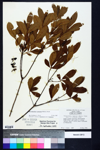 Rhododendron canescens image