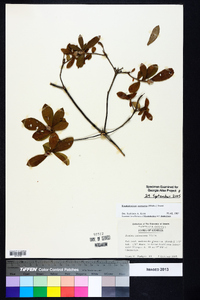 Rhododendron canescens image