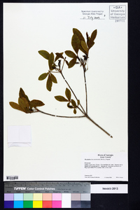 Rhododendron canescens image