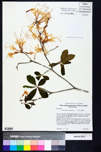 Rhododendron canescens image