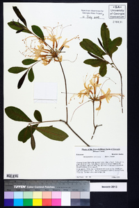 Rhododendron canescens image