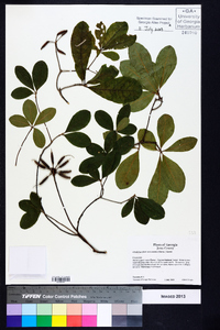 Rhododendron canescens image