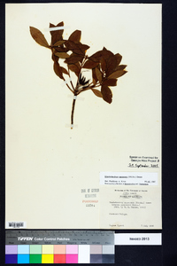 Rhododendron canescens image