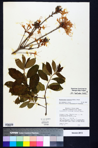 Rhododendron canescens image