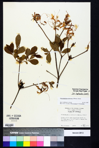 Rhododendron canescens image