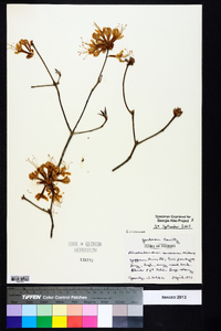 Rhododendron canescens image