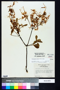 Rhododendron canescens image