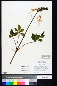 Rhododendron canescens image