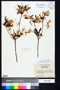 Rhododendron canescens image