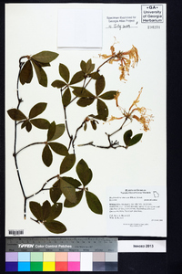 Rhododendron canescens image