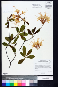 Rhododendron canescens image