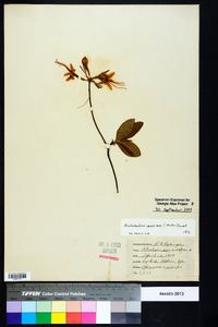 Rhododendron canescens image