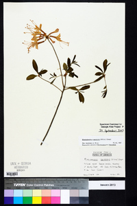 Rhododendron canescens image