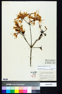 Rhododendron canescens image