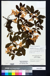 Rhododendron cumberlandense image