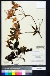 Rhododendron cumberlandense image