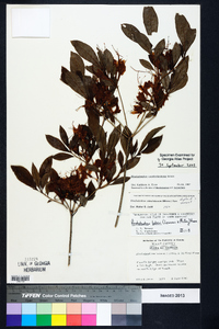 Rhododendron cumberlandense image