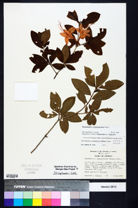 Rhododendron cumberlandense image