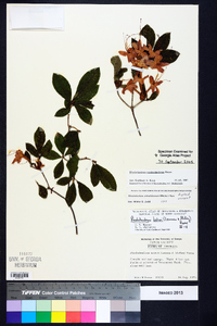 Rhododendron cumberlandense image