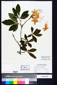 Rhododendron cumberlandense image