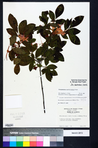 Rhododendron cumberlandense image