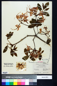 Rhododendron flammeum image