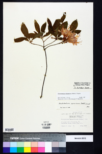 Rhododendron flammeum image