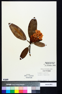 Rhododendron maximum image