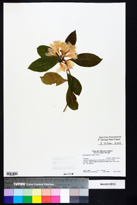 Rhododendron minus image