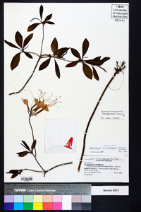 Rhododendron periclymenoides image