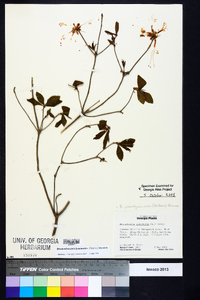 Rhododendron periclymenoides image