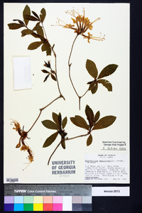 Rhododendron periclymenoides image