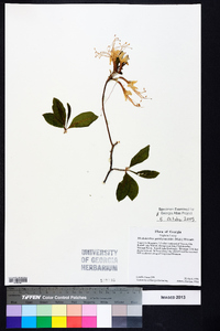 Rhododendron periclymenoides image