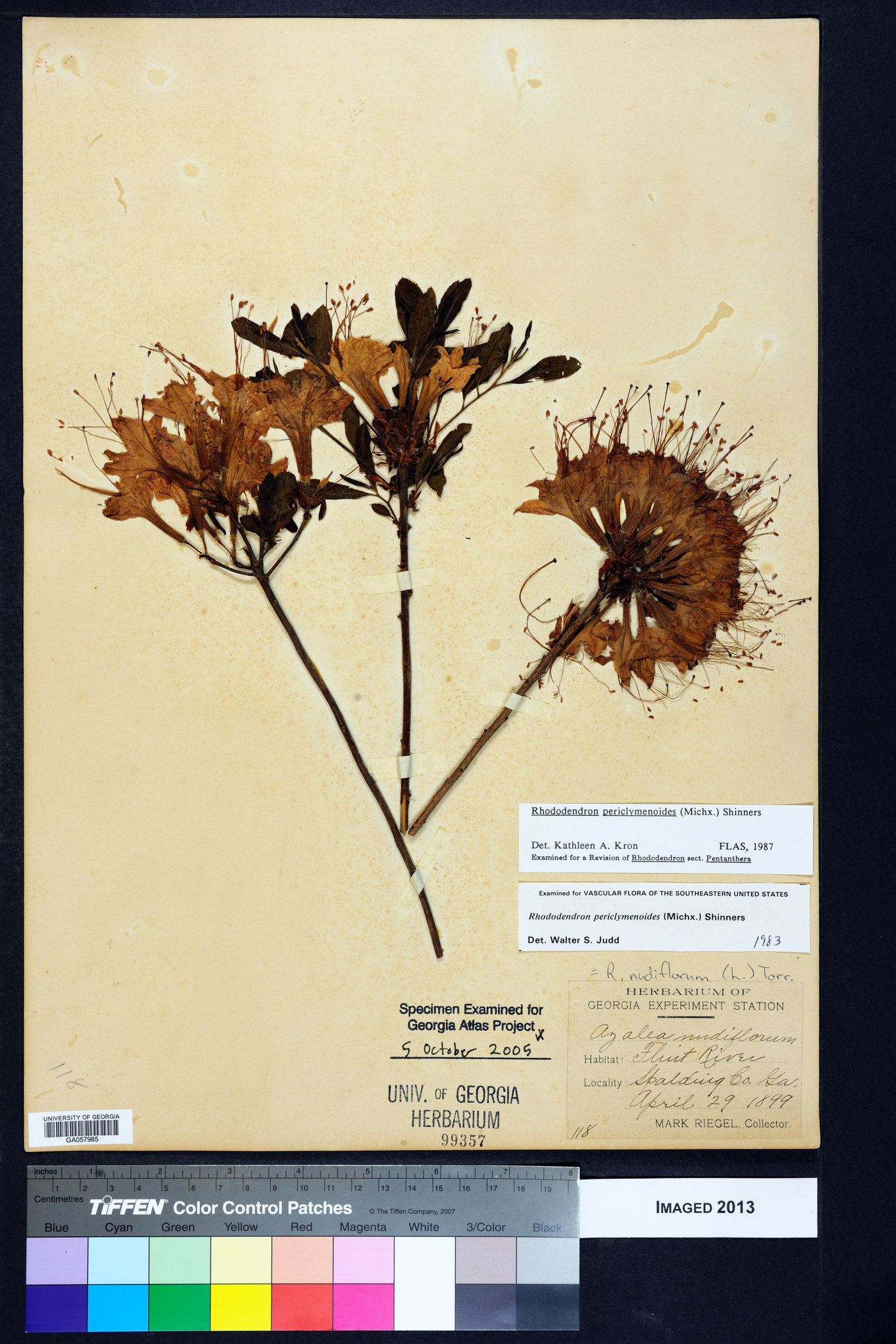 Rhododendron periclymenoides image