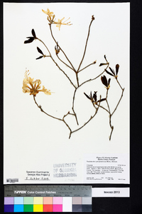 Rhododendron periclymenoides image