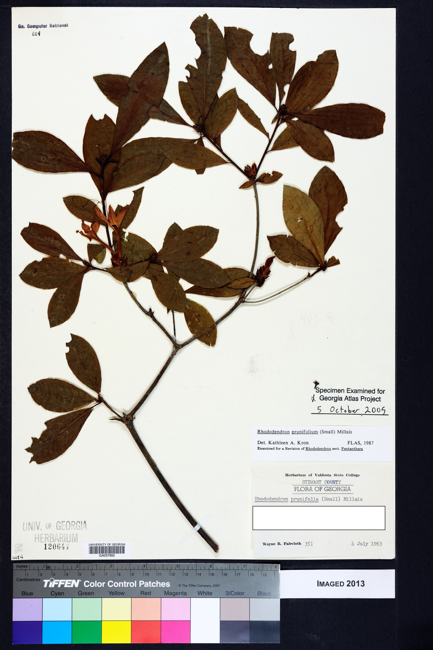 Rhododendron prunifolium image