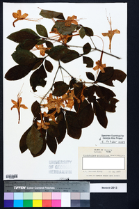 Rhododendron prunifolium image