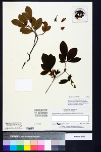 Rhododendron prunifolium image