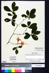 Rhododendron prunifolium image