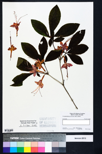 Rhododendron prunifolium image